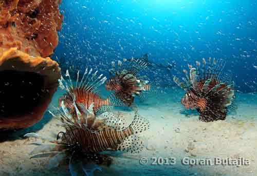Jardines de la Reina Lionfish