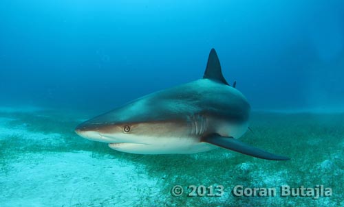 Jardines Reef Shark