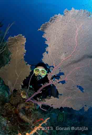 jardines de la reina gorgonian fan
