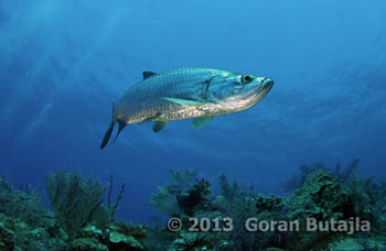 jardines de la reina tarpoon