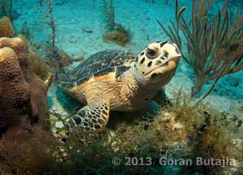 jardines sea turtle