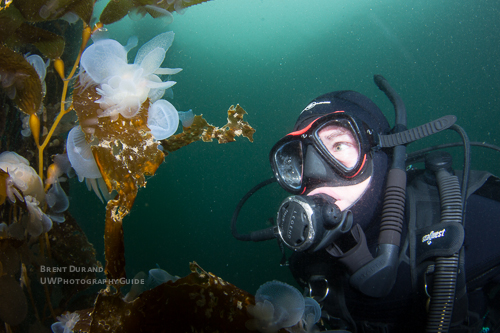 Diver and Melibe Nudibranch Diver & Melibe Nudibranch