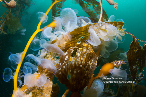 Melibe Nudibranch Congregation Melibe Nudibranch Congregation
