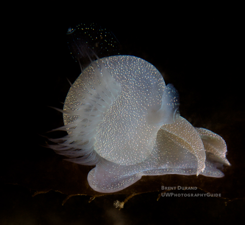 Melibe Nudibranch Melibe Nudibranch