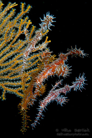 ornate ghost pipefish