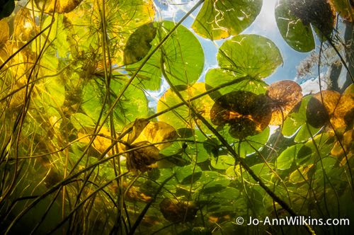 st lawrence river scuba diving