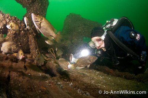 st lawrence river scuba diving