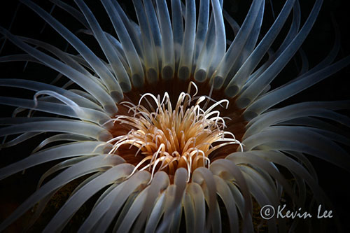 anemone