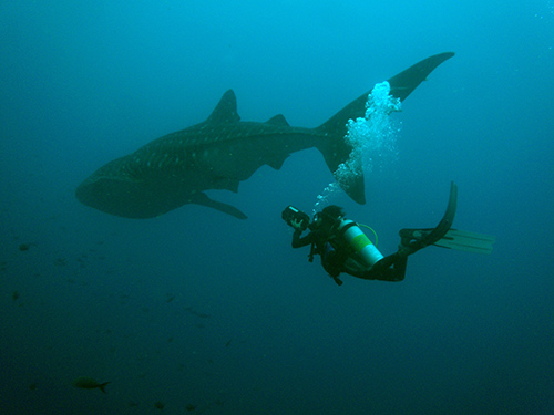 whale shark