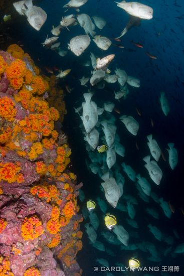 hammerhead shark malpelo