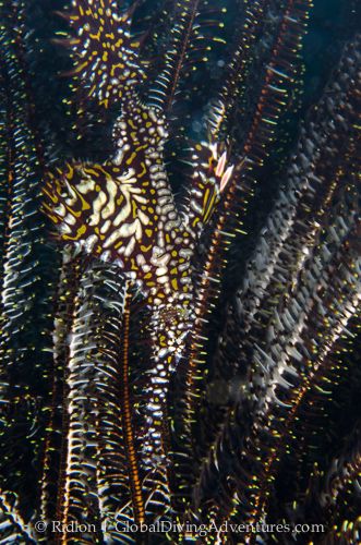 ornate ghost pipefish