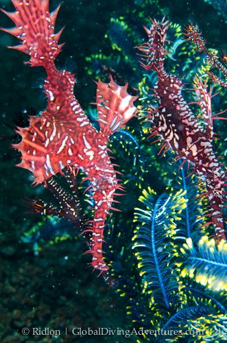 ornate ghost pipefish