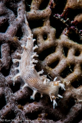 Tritonia hamnerorum nudibranch