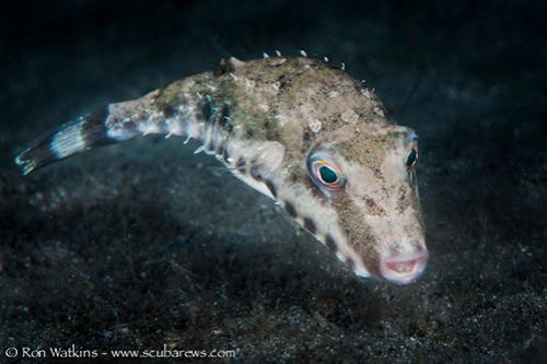 juvenile bottom dweller