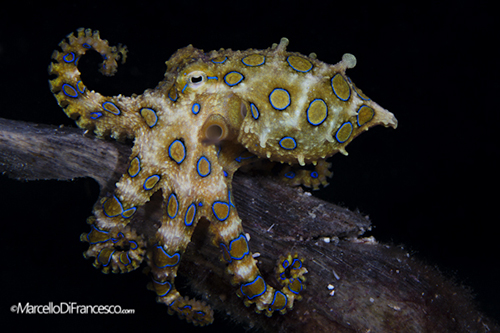 blue-ringed octopus