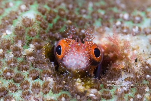 blenny