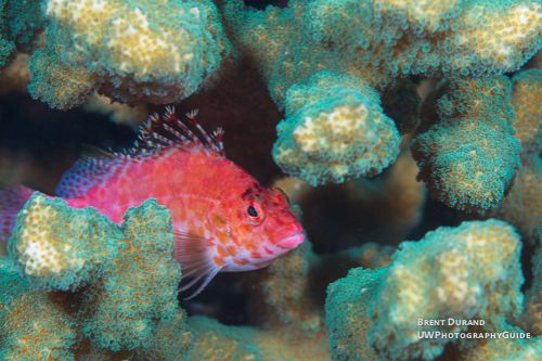 hawkfish