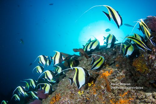moorish idols