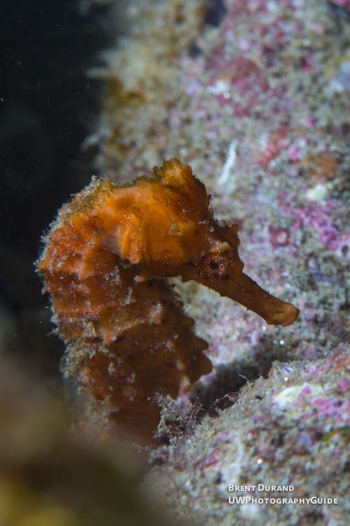 seahorse
