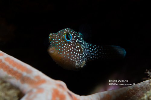 sharpnose puffer