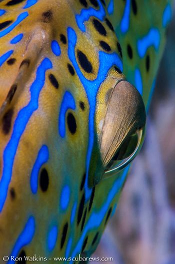 filefish eye