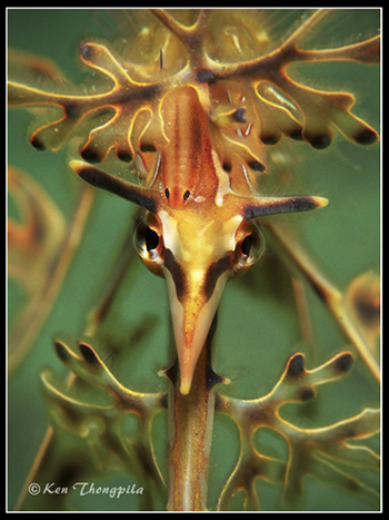 leafy seadragon