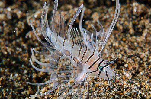 lionfish