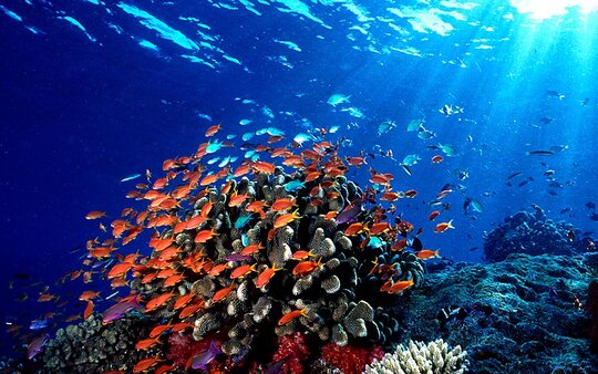 Fiji on the Nai'a Fiji on the Nai'a