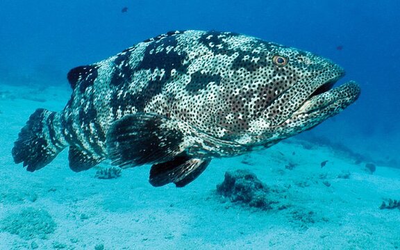 Fiji on the Nai'a Fiji on the Nai'a