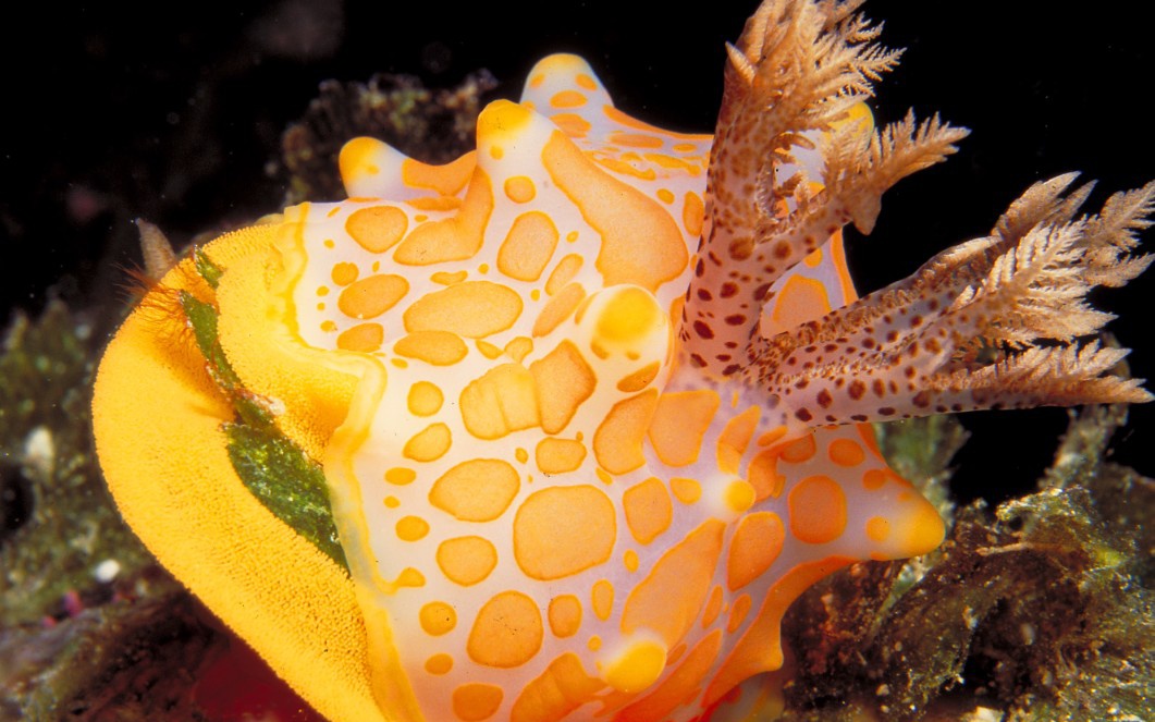 Fiji on the Nai'a Fiji on the Nai'a