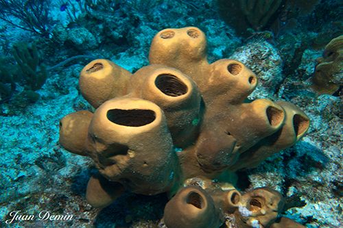 Sony RX-100M2 underwater photo