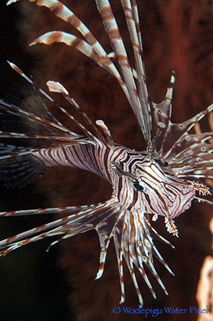 moalboal philippines