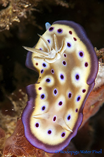 moalboal philippines