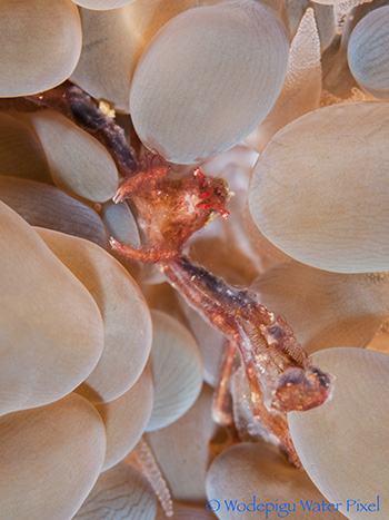 moalboal philippines