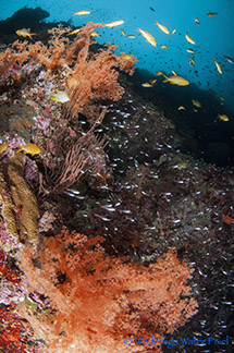 moalboal philippines