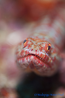 moalboal philippines