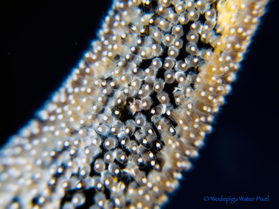 moalboal philippines