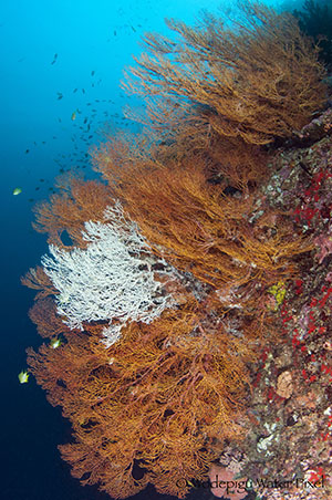 moalboal philippines