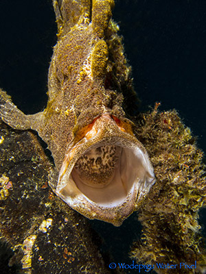 moalboal philippines