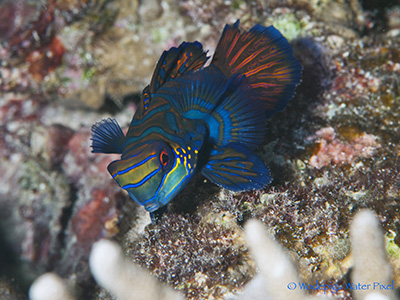 moalboal philippines