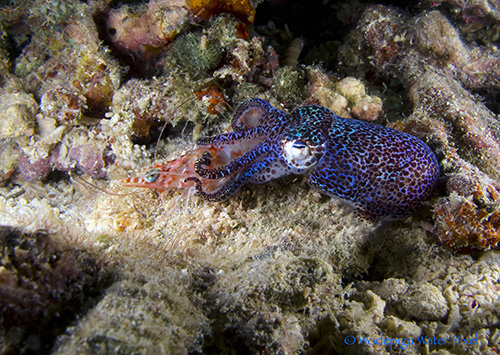 moalboal philippines