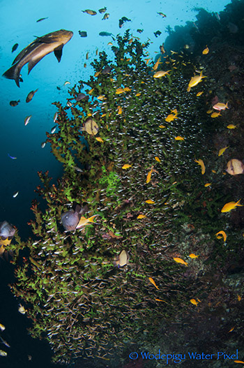 moalboal philippines