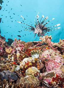 moalboal philippines