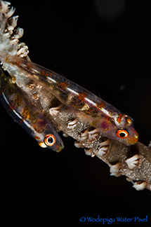 moalboal philippines