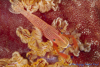 moalboal philippines