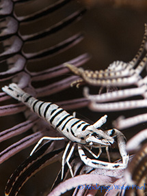 moalboal philippines