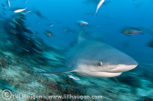 Bull Shark