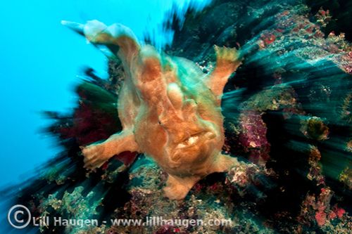 Frogfish