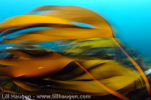 Kelp in Current