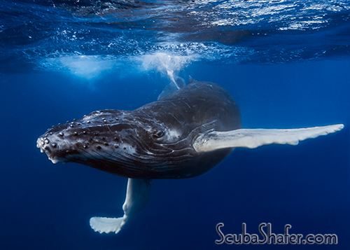 humpback whale socorro